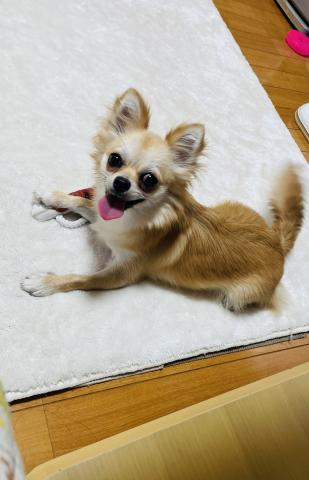 Happiness Tail - ママ犬🐶テラ