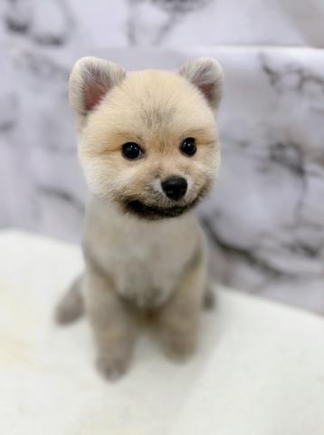 ポメラニアン【9/19お写真、動画更新！】Special price‼️イメチェンしました！まるまるたぬきからクマちゃんカットに♡の写真4