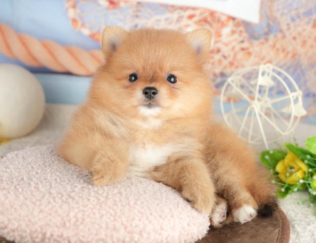 ポメラニアンの写真6
