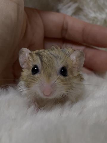 ファットテールジャービル