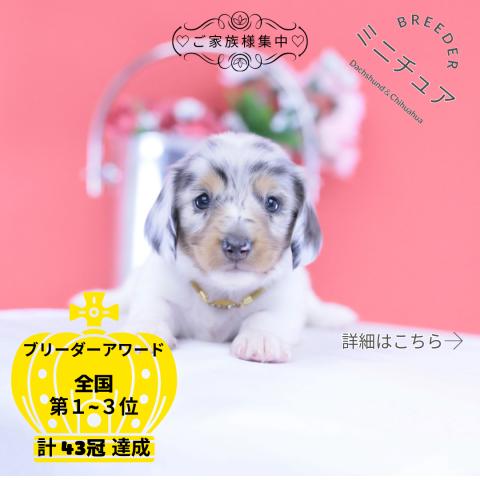 ミニチュアダックスフンド ロング