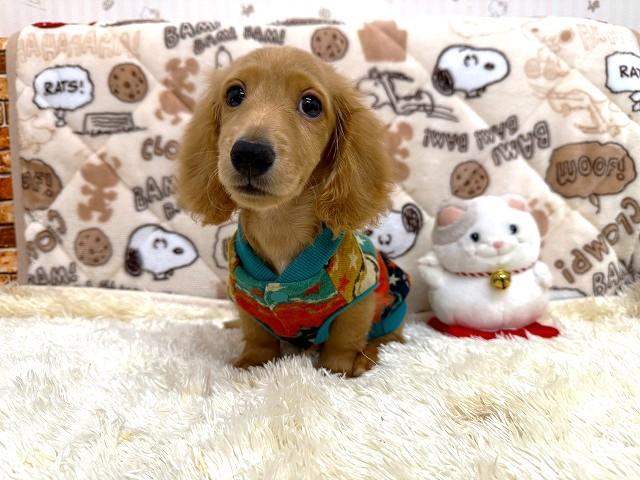 ミニチュアダックスフンドの写真5