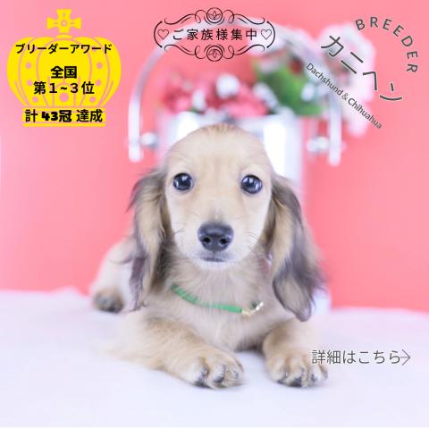 カニヘンダックスフンド　ロング