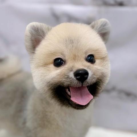 ポメラニアン【9/19お写真、動画更新!】イメチェンしました!まるまるたぬきからクマちゃんカットに♡