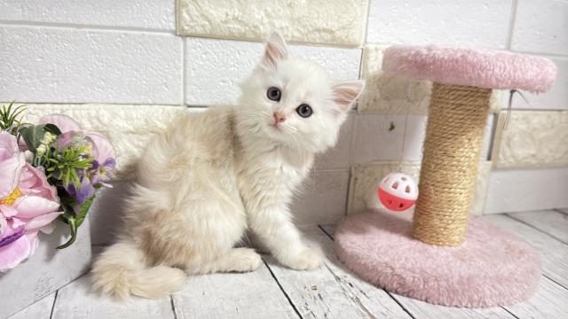 マンチカン（短足）の写真3