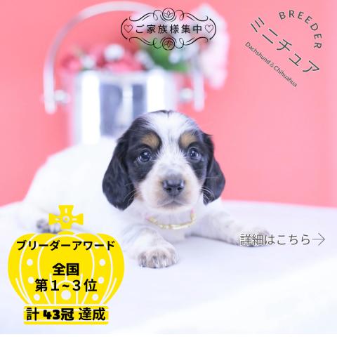 ミニチュアダックスフンド　ロング