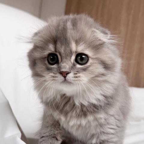 スコティッシュフォールド