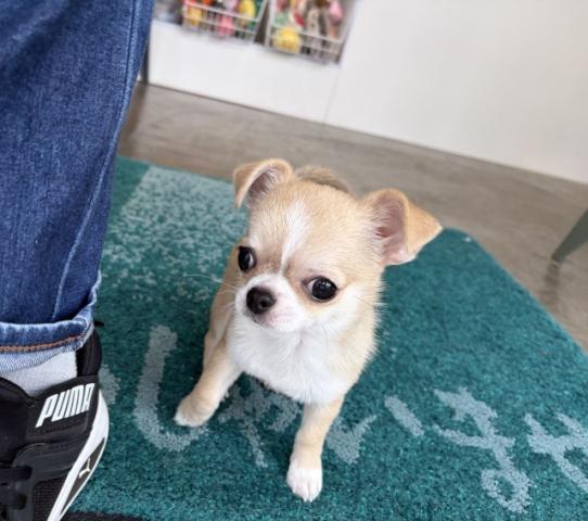 チワワ(スムースコート)の写真2