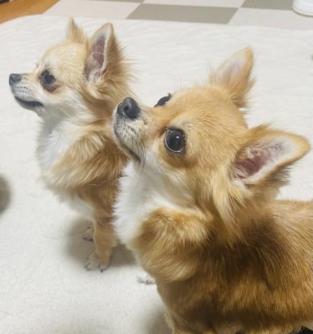 Happiness Tail - ママ犬🐶ルー