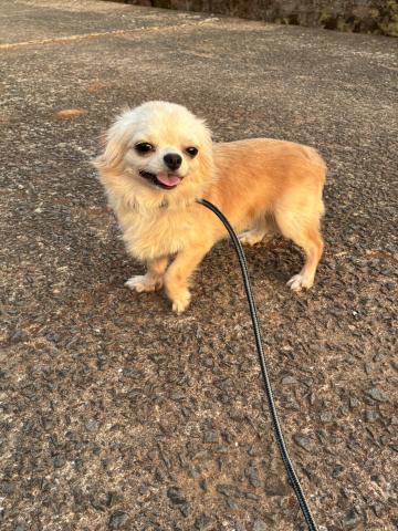 Happiness Tail - パパ犬🐶ハロ