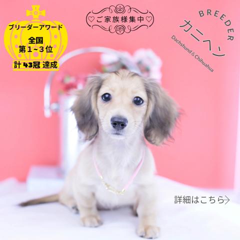 カニヘンダックスフンド　ロング