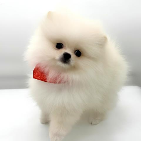 ポメラニアン✨来店前にLINE登録で1万円割引き!