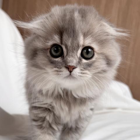スコティッシュフォールドの写真2