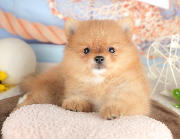 ポメラニアンの写真5