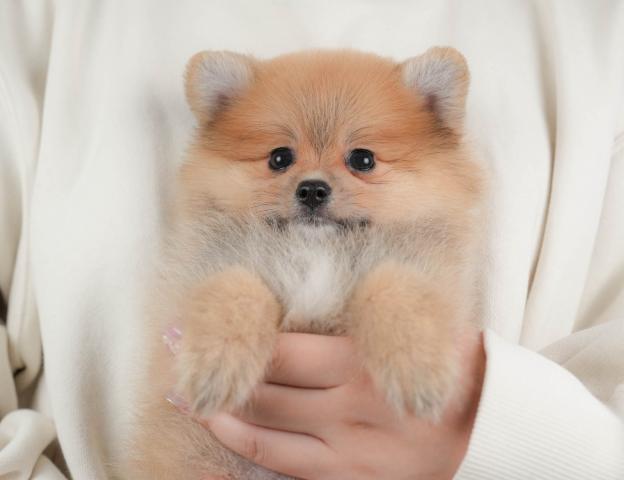 ポメラニアン