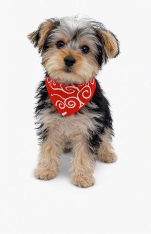 ヨークシャーテリア