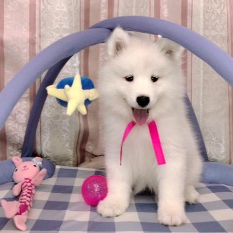 サモエド