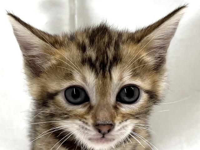 ベンガル