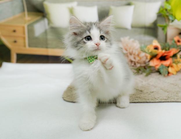 ノルウェージャンフォレストキャットの写真5