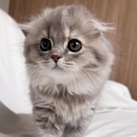 スコティッシュフォールドの写真3