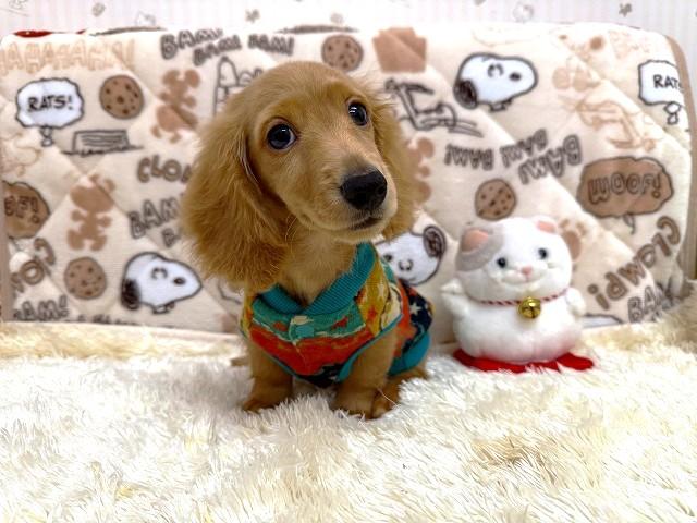 ミニチュアダックスフンドの写真4