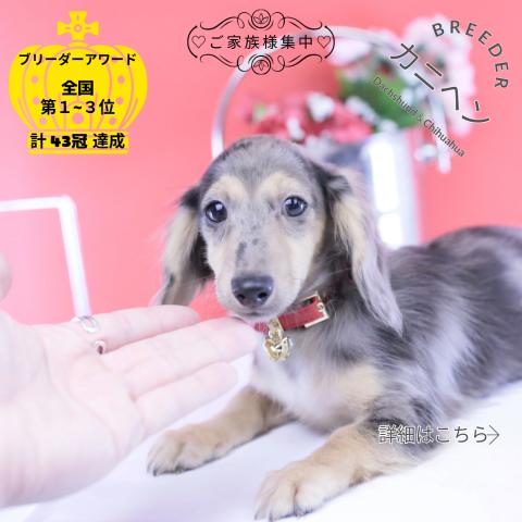 カニヘンダックスフンド　ロング
