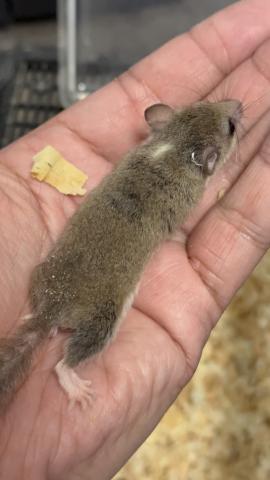 アフリカヤマネ(ハーフテール・パイド)の写真5