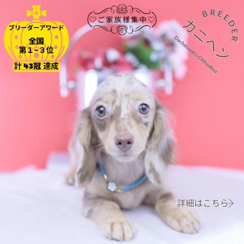 カニヘンダックスフンド　ロング