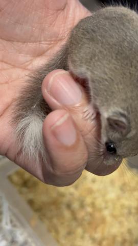 アフリカヤマネ(チップテールA)の写真4