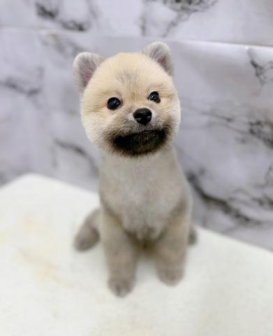ポメラニアン【9/19お写真、動画更新！】Special price‼️イメチェンしました！まるまるたぬきからクマちゃんカットに♡の写真2