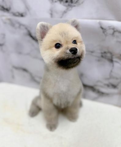 ポメラニアン【9/19お写真、動画更新！】Special price‼️イメチェンしました！まるまるたぬきからクマちゃんカットに♡の写真5