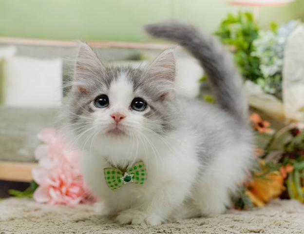 ノルウェージャンフォレストキャットの写真2