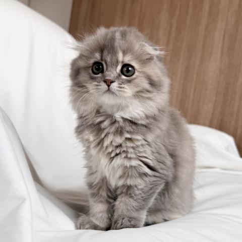 スコティッシュフォールドの写真4