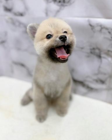 ポメラニアン【9/19お写真、動画更新！】Special price‼️イメチェンしました！まるまるたぬきからクマちゃんカットに♡の写真3