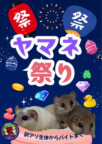 アフリカヤマネ(チップテールB)の写真2