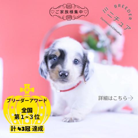 ミニチュアダックスフンド ロング