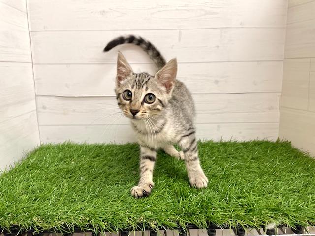 ジェネッタ