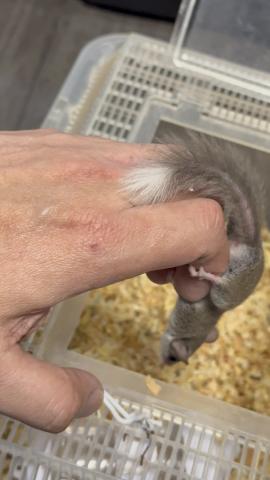 アフリカヤマネ(チップテールA)の写真5
