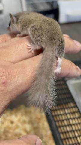 アフリカヤマネ(リングテール)の写真4