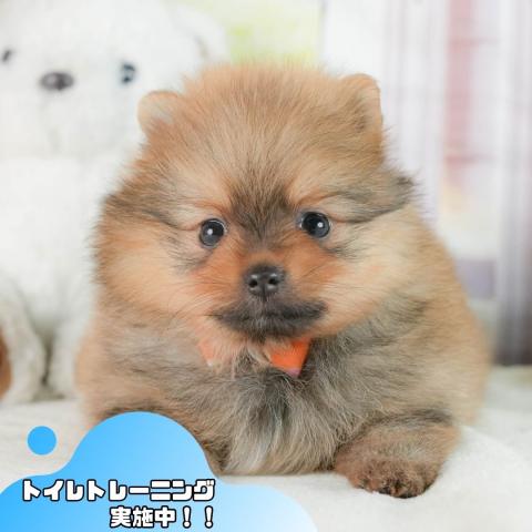 ポメラニアン