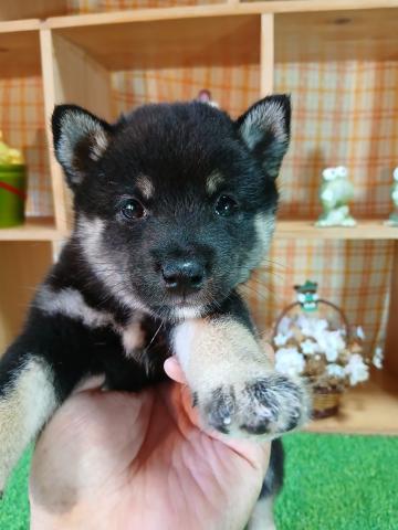柴犬（豆柴）の写真6