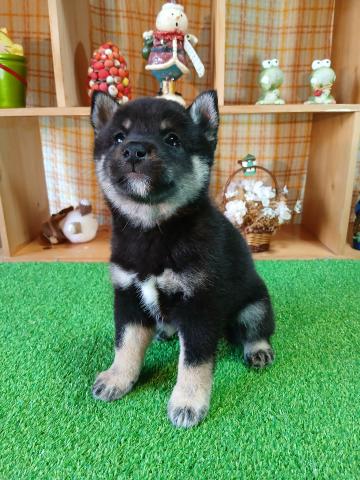 柴犬（豆柴）の写真4