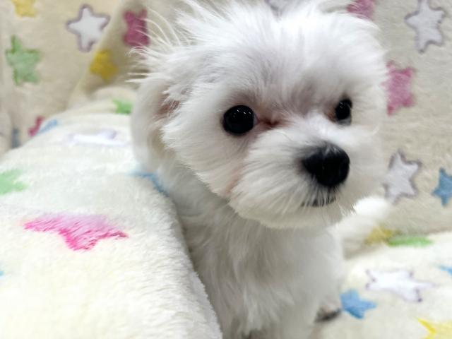 マルチーズの写真4