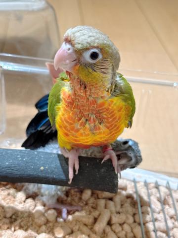 ウロコインコ 47の写真4
