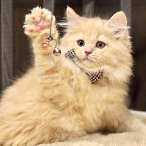 サイベリアンの写真3