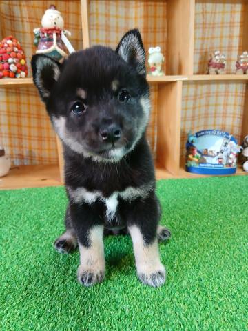 柴犬（豆柴）の写真3