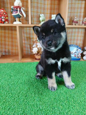 柴犬（豆柴）の写真5
