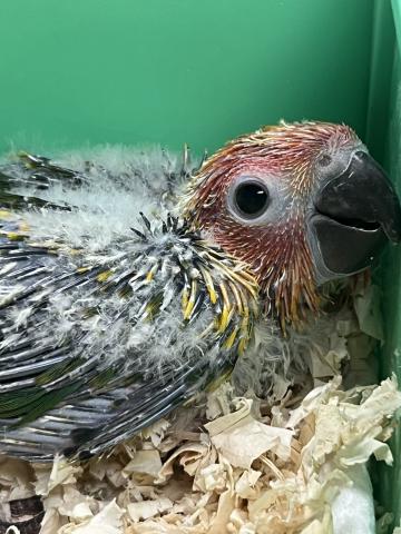 コガネメキシコインコ／手乗り雛
