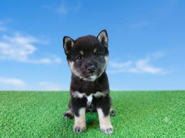 柴犬（豆柴）の写真2