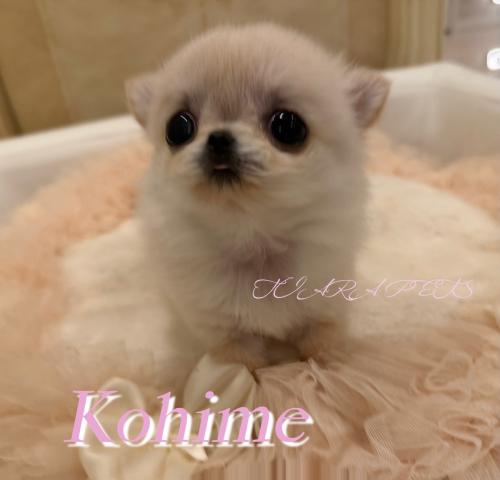 チワワ(ロングコート)